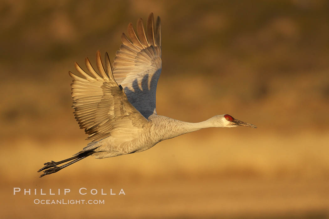 A sandhill crane in flight, spreading its wings wide which can span up to 6 1/2 feet. Bosque del Apache National Wildlife Refuge, Socorro, New Mexico, USA, Grus canadensis, natural history stock photograph, photo id 21928