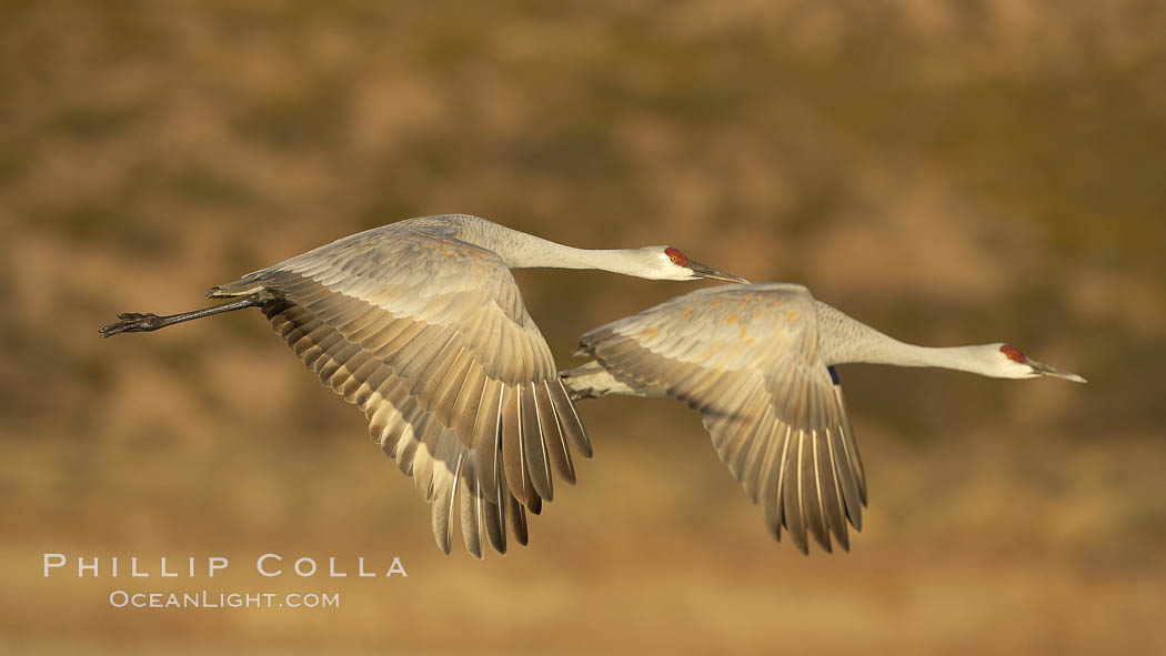 Two sandhill cranes flying side by side. Bosque del Apache National Wildlife Refuge, Socorro, New Mexico, USA, Grus canadensis, natural history stock photograph, photo id 21944