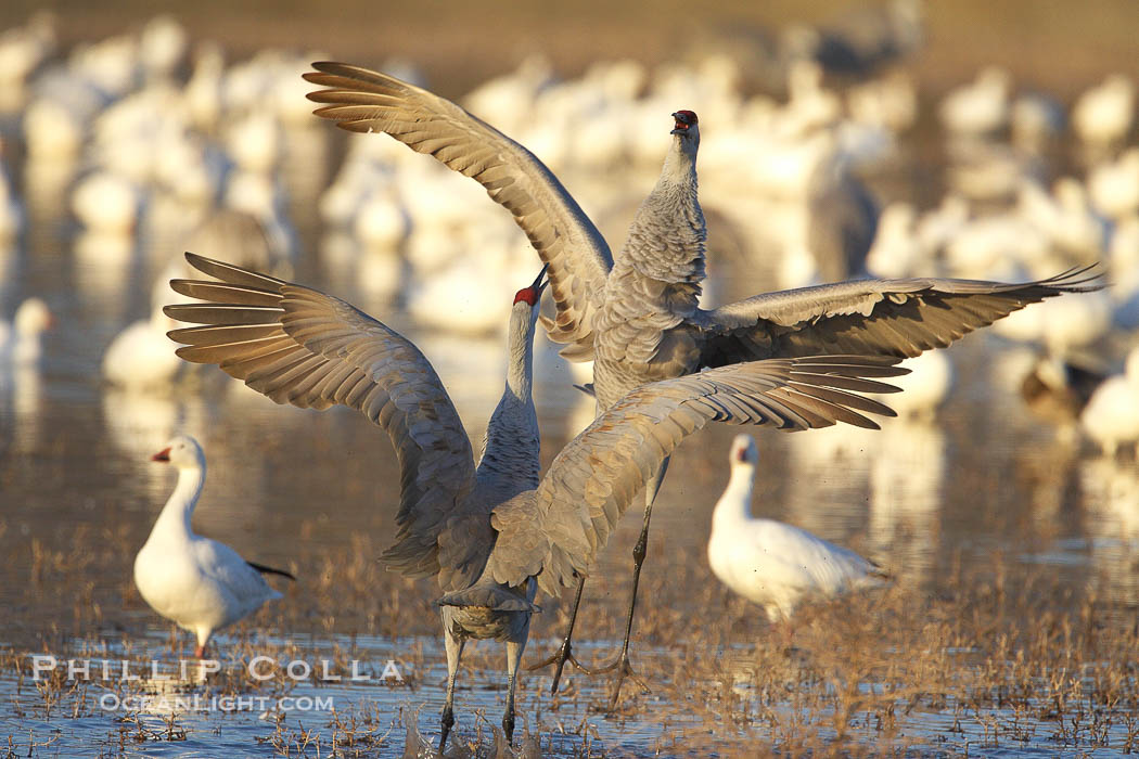 Sandhill cranes posture and socialize., Grus canadensis, natural history stock photograph, photo id 21887