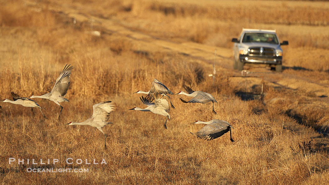 Sandhill cranes, flying in front of a refuge management staff truck., Grus canadensis, natural history stock photograph, photo id 21939