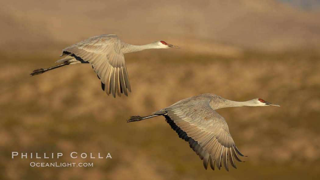Two sandhill cranes flying side by side. Bosque del Apache National Wildlife Refuge, Socorro, New Mexico, USA, Grus canadensis, natural history stock photograph, photo id 21943