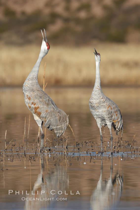 Two sandhill cranes, reflected in mirror-still waters at sunrise. Bosque del Apache National Wildlife Refuge, Socorro, New Mexico, USA, Grus canadensis, natural history stock photograph, photo id 21873