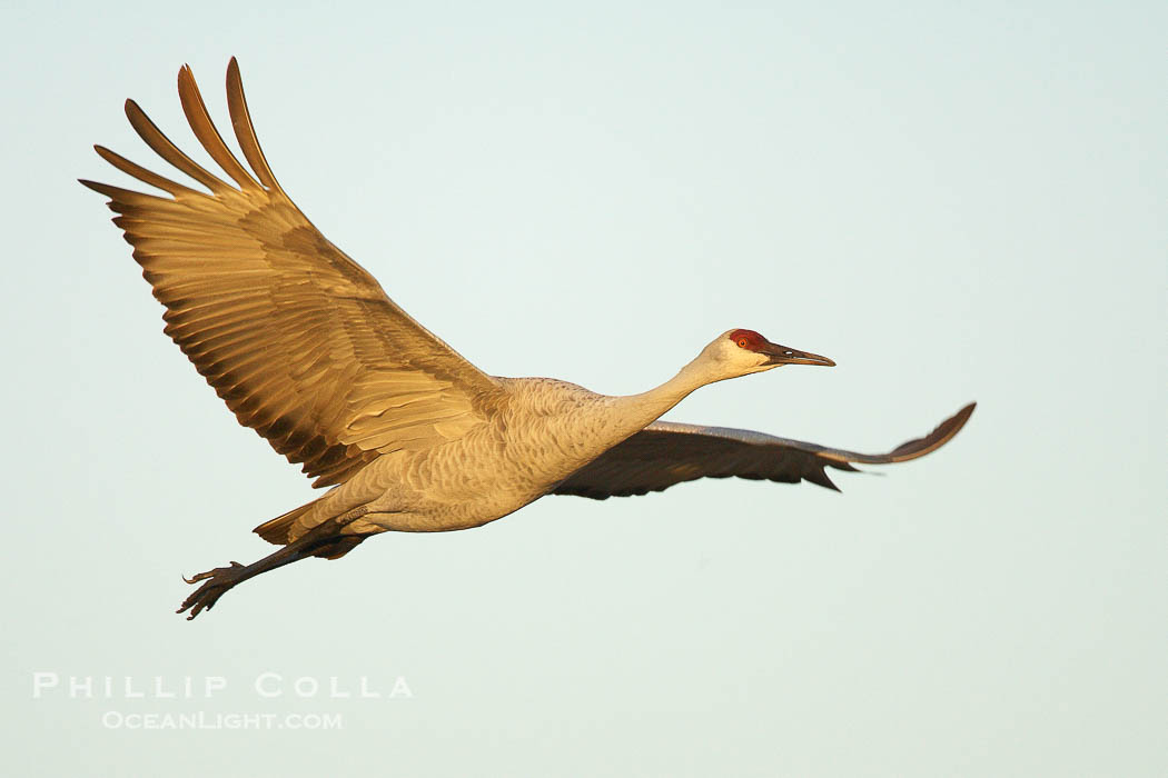 A sandhill crane in flight, spreading its wings wide which can span up to 6 1/2 feet., Grus canadensis, natural history stock photograph, photo id 21881