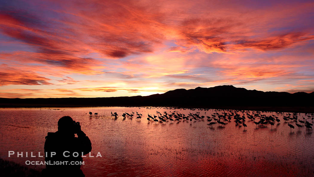 A photographer composes his perfect image of another beautiful sunset at Bosque del Apache National Wildlife Refuge., Grus canadensis, natural history stock photograph, photo id 21921