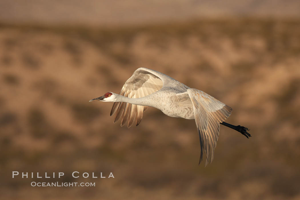 Sandhill crane spreads its broad wings as it takes flight in early morning light.  This crane is one of over 5000 present in Bosque del Apache National Wildlife Refuge, stopping here during its winter migration. Socorro, New Mexico, USA, Grus canadensis, natural history stock photograph, photo id 22030