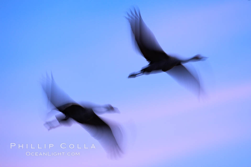 Sandhill cranes, flying across a colorful sunset sky, blur wings due to long time exposure. Bosque del Apache National Wildlife Refuge, Socorro, New Mexico, USA, Grus canadensis, natural history stock photograph, photo id 22054