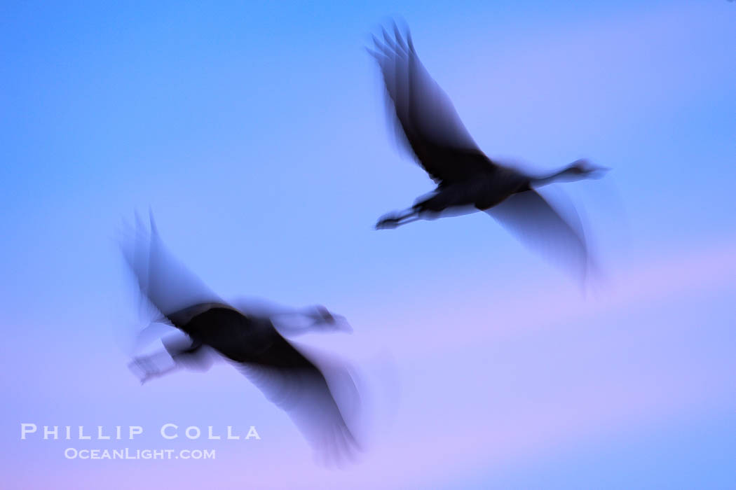 Sandhill cranes, flying across a colorful sunset sky, blur wings due to long time exposure., Grus canadensis, natural history stock photograph, photo id 22054