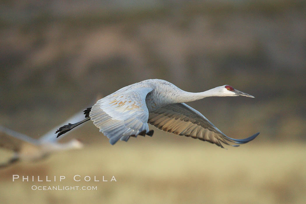 Image 22024, A sandhill crane taking flight in soft predawn light. Bosque del Apache National Wildlife Refuge, Socorro, New Mexico, USA, Grus canadensis Image 22024, A sandhill crane taking flight in soft predawn light. Bosque del Apache National Wildlife Refuge, Socorro, New Mexico, USA, Grus canadensis