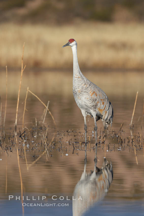 A sandhill crane is perfectly reflected, in mirror-calm waters at sunrise. Bosque del Apache National Wildlife Refuge, Socorro, New Mexico, USA, Grus canadensis, natural history stock photograph, photo id 22032