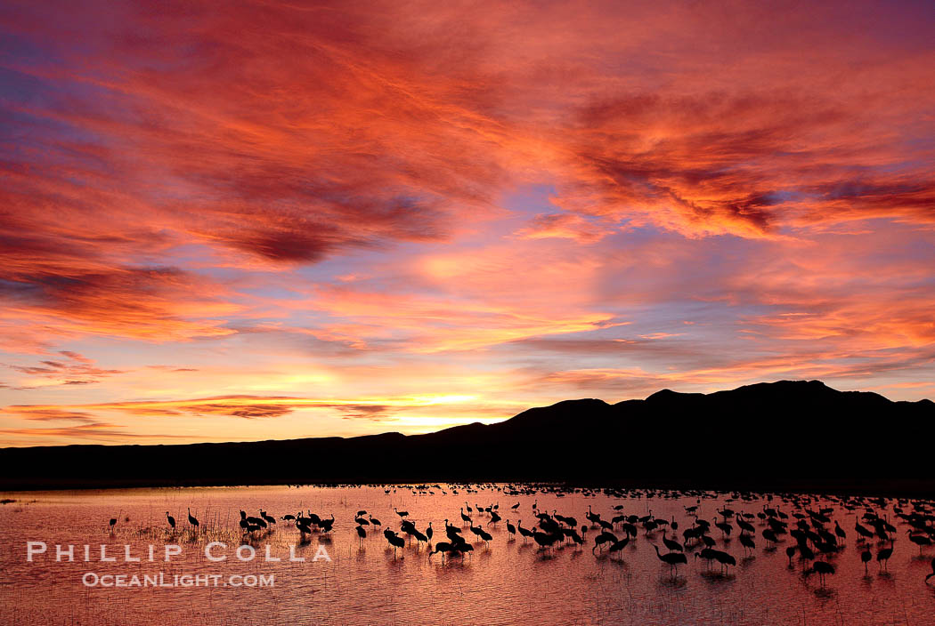 Sunset at Bosque del Apache National Wildlife Refuge, with sandhill cranes silhouetted in reflection in the calm pond.  Spectacular sunsets at Bosque del Apache, rich in reds, oranges, yellows and purples, make for striking reflections of the thousands of cranes and geese found in the refuge each winter., Grus canadensis, natural history stock photograph, photo id 22036