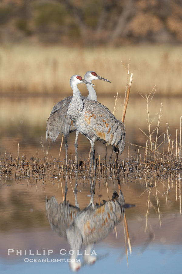 Two sandhill cranes, reflected in mirror-still waters at sunrise., Grus canadensis, natural history stock photograph, photo id 22056