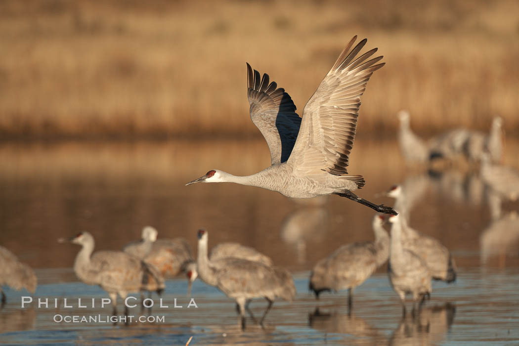 Sandhill crane spreads its broad wings as it takes flight in early morning light.  This crane is one of over 5000 present in Bosque del Apache National Wildlife Refuge, stopping here during its winter migration. Socorro, New Mexico, USA, Grus canadensis, natural history stock photograph, photo id 22027