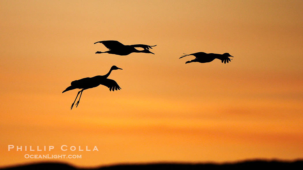 Sandhill cranes, silhouetted against a colorful sunset sky., Grus canadensis, natural history stock photograph, photo id 22017