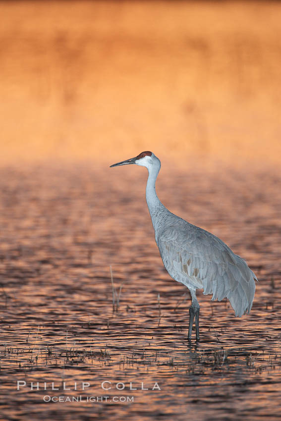 A sandhill cranes, standing in still waters with rich gold sunset light reflected around it. Bosque del Apache National Wildlife Refuge, Socorro, New Mexico, USA, Grus canadensis, natural history stock photograph, photo id 22037