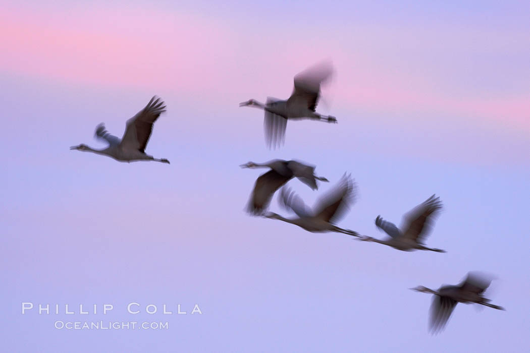 Sandhill cranes, flying across a colorful sunset sky, blur wings due to long time exposure. Bosque del Apache National Wildlife Refuge, Socorro, New Mexico, USA, Grus canadensis, natural history stock photograph, photo id 22053