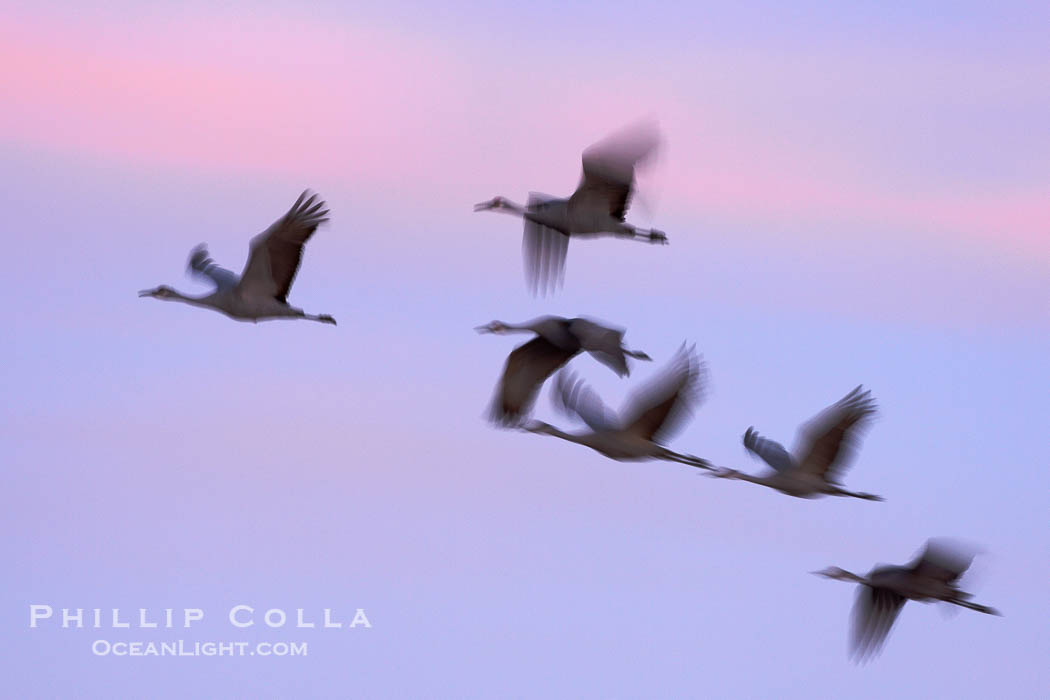 Sandhill cranes, flying across a colorful sunset sky, blur wings due to long time exposure., Grus canadensis, natural history stock photograph, photo id 22053