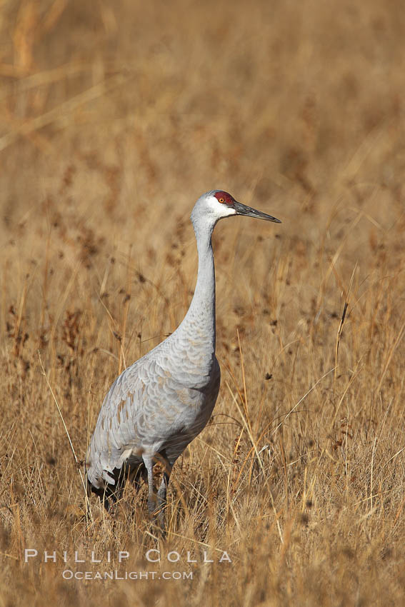 Sandhill crane portrait, as it stands while foraging in grass. Bosque del Apache National Wildlife Refuge, Socorro, New Mexico, USA, Grus canadensis, natural history stock photograph, photo id 21940