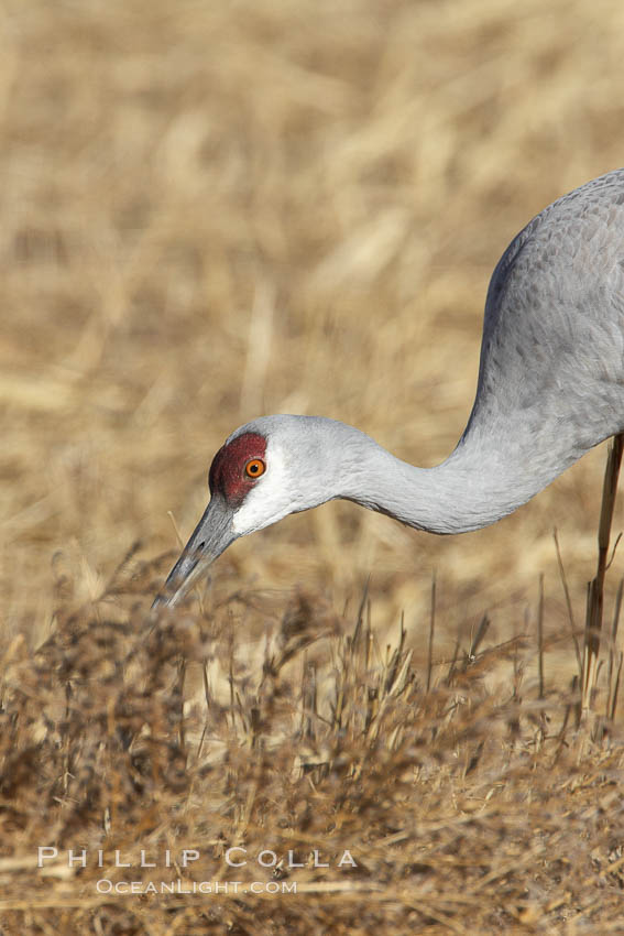 Sandhill crane portrait, as it forages in tall grass. Bosque del Apache National Wildlife Refuge, Socorro, New Mexico, USA, Grus canadensis, natural history stock photograph, photo id 22011