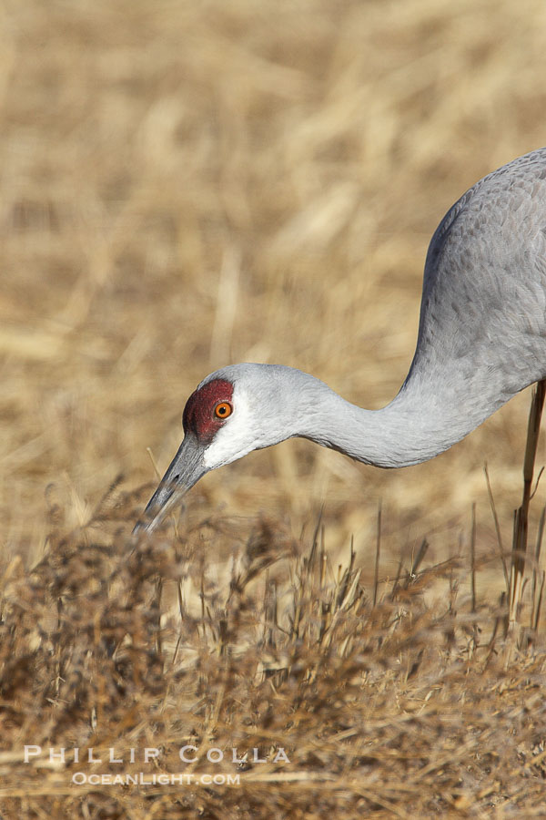 Sandhill crane portrait, as it forages in tall grass., Grus canadensis, natural history stock photograph, photo id 22011