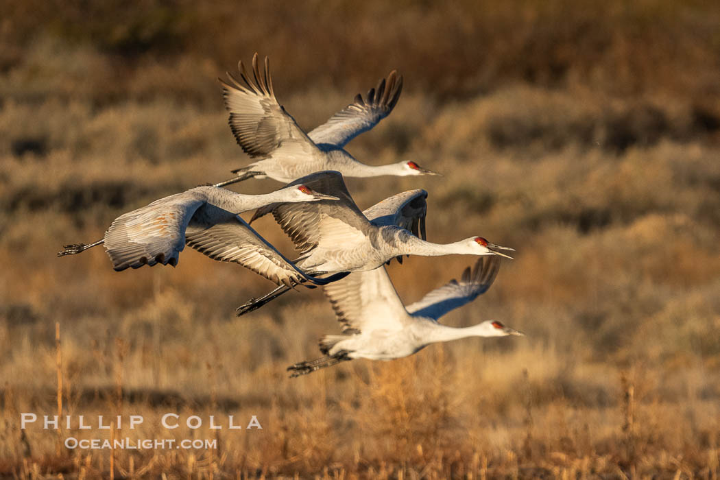 Sandhill Cranes in Flight at Sunrise, Bosque del Apache NWR. At sunrise, sandhill cranes will fly out from the pool in which they spent the night to range over Bosque del Apache NWR in search of food, returning to the pool at sunset. Bosque del Apache National Wildlife Refuge, Socorro, New Mexico, USA, Grus canadensis, natural history stock photograph, photo id 39934