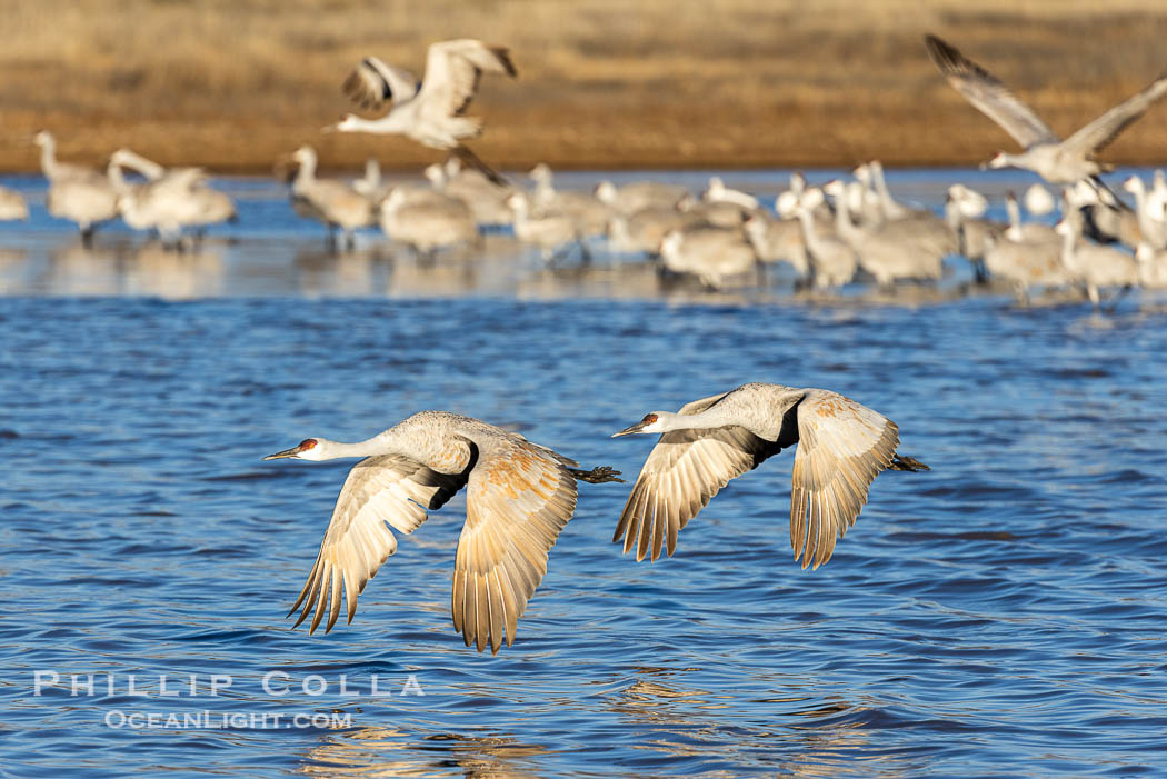 Sandhill Cranes Fly at Sunrise, leaving the pond on which they spent the night, Bosque del Apache NWR. Bosque del Apache National Wildlife Refuge, Socorro, New Mexico, USA, Grus canadensis, natural history stock photograph, photo id 38728