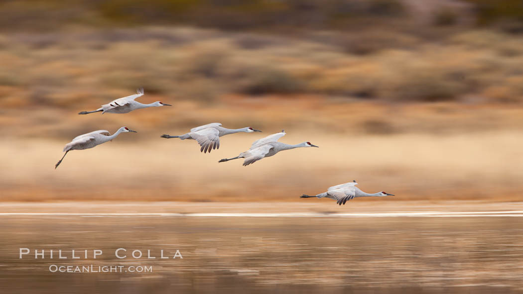 Sandhill cranes flying, wings blurred from long time exposure. Bosque Del Apache, Socorro, New Mexico, USA, Grus canadensis, natural history stock photograph, photo id 26224
