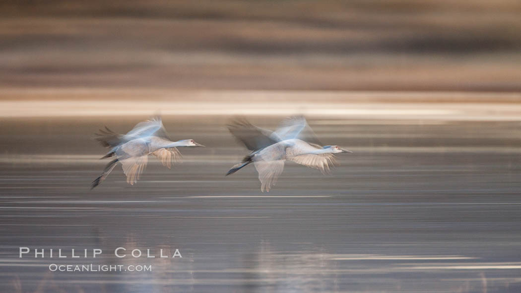 Sandhill cranes flying, wings blurred from long time exposure. Bosque Del Apache, Socorro, New Mexico, USA, Grus canadensis, natural history stock photograph, photo id 26264