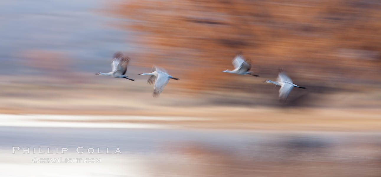 Sandhill cranes flying, wings blurred from long time exposure. Bosque Del Apache, Socorro, New Mexico, USA, Grus canadensis, natural history stock photograph, photo id 26225