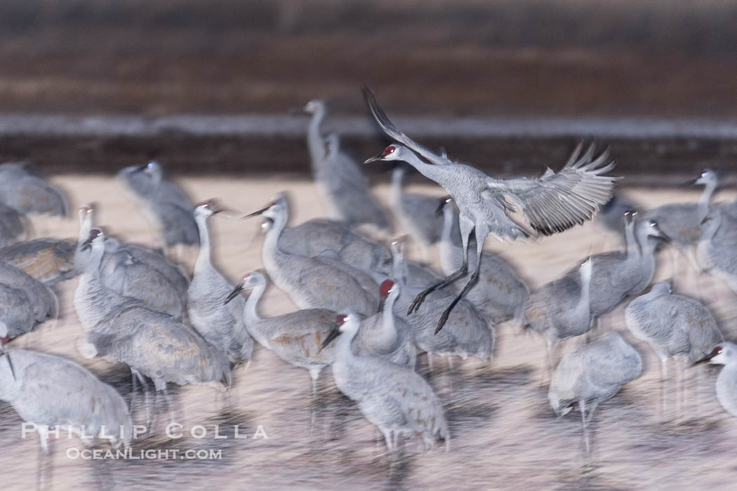 Sandhill cranes landing in water ponds at dusk, spending the night standing in water as a protection against coyotes and other predators. Motion blur. Bosque del Apache National Wildlife Refuge, Socorro, New Mexico, USA, Grus canadensis, natural history stock photograph, photo id 38730
