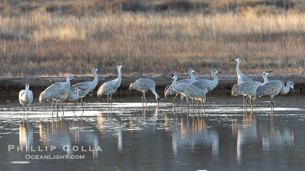 Sandhill cranes will spend the night in ponds as protection from coyotes and other predators. The pond is often frozen in the morning. Bosque del Apache National Wildlife Refuge, Socorro, New Mexico, USA, Grus canadensis, natural history stock photograph, photo id 38796