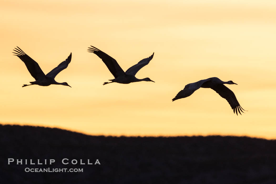 Sandhill cranes, flying across a colorful sunset sky. Bosque del Apache National Wildlife Refuge, Socorro, New Mexico, USA, Grus canadensis, natural history stock photograph, photo id 39944