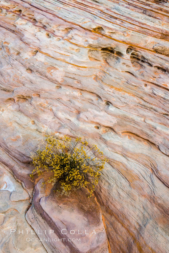 Sandstone details, red rocks, Valley of Fire. Valley of Fire State Park, Nevada, USA, natural history stock photograph, photo id 28447