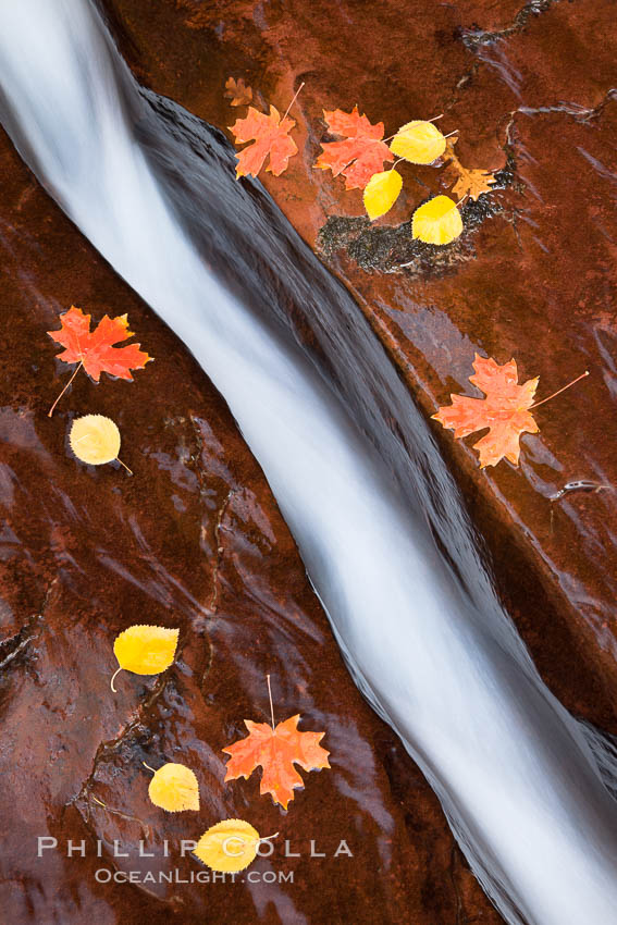 Water rushes through a narrow crack, in the red sandstone of Zion National Park, with fallen autumn leaves