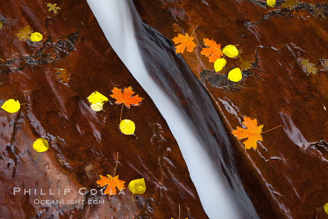 Water rushes through a narrow crack, in the red sandstone of Zion National Park, with fallen autumn leaves. Utah, USA, natural history stock photograph, photo id 26137