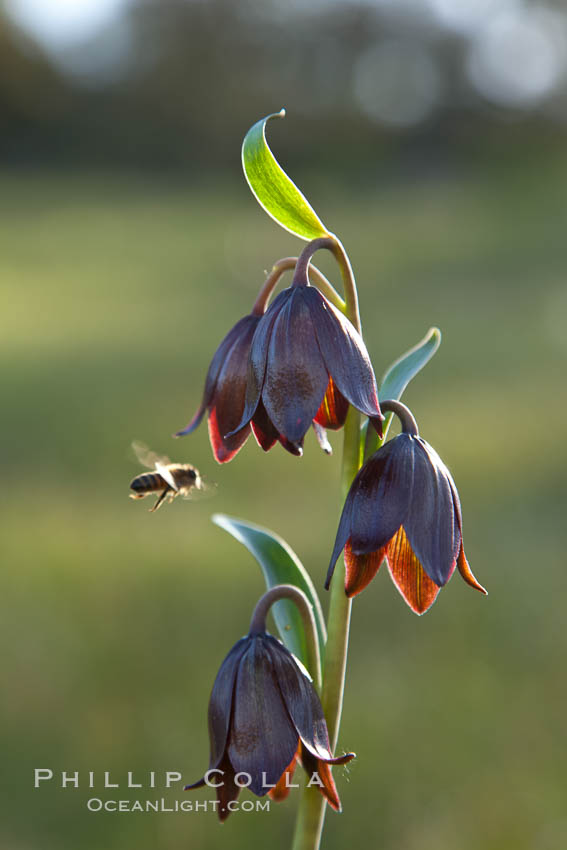 Chocolate lily growing among grasses on oak-covered hillsides. The chocolate lily is a herbaceous perennial monocot that is increasingly difficult to find in the wild due to habitat loss. The flower is a striking brown color akin to the color of chocolate, Fritillaria biflora, Santa Rosa Plateau Ecological Reserve, Murrieta, California