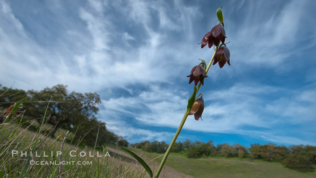 Chocolate lily growing among grasses on oak-covered hillsides. The chocolate lily is a herbaceous perennial monocot that is increasingly difficult to find in the wild due to habitat loss. The flower is a striking brown color akin to the color of chocolate, Fritillaria biflora, Santa Rosa Plateau Ecological Reserve, Murrieta, California