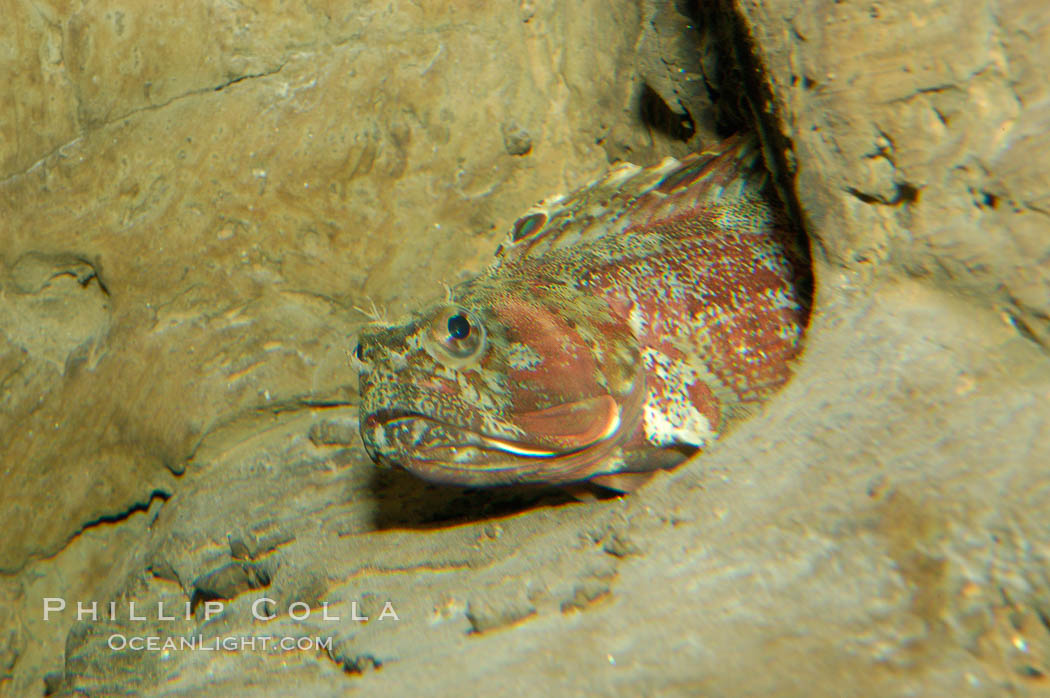 Sarcastic fringehead., Neoclinus blanchardi, natural history stock photograph, photo id 09434