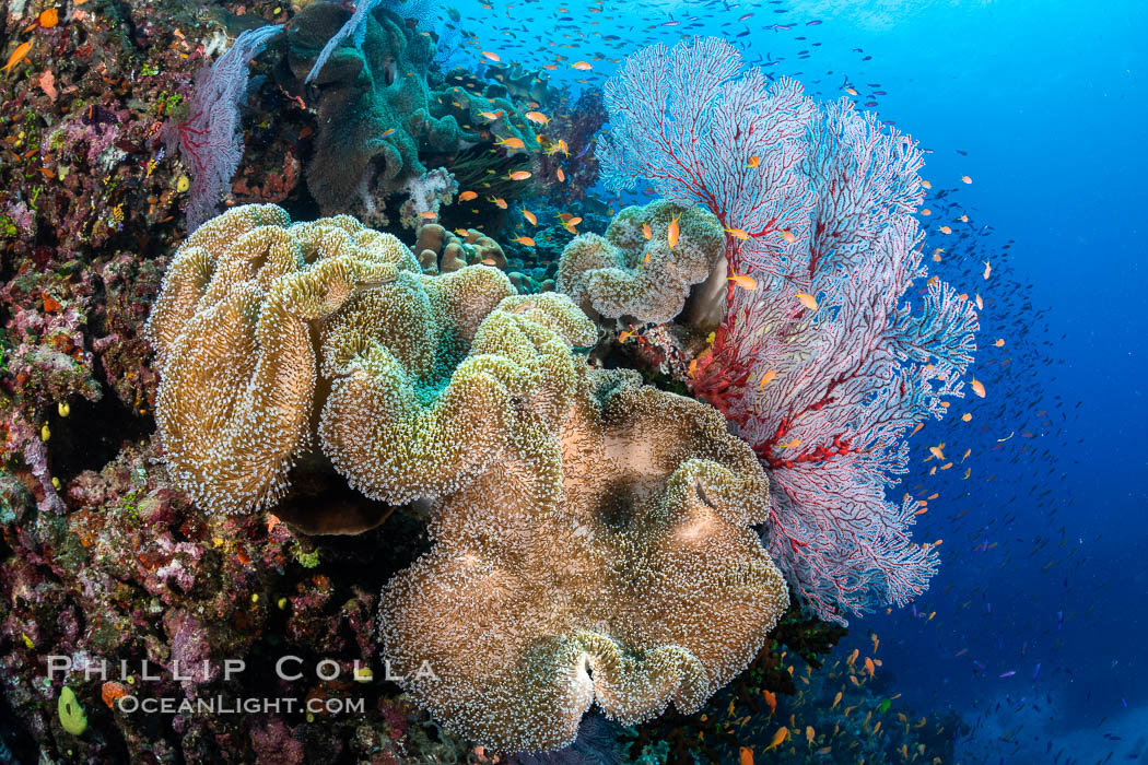 Sarcophyton leather coral on coral reef, Fiji. Bligh Waters, Gorgonacea, Sarcophyton, natural history stock photograph, photo id 34958