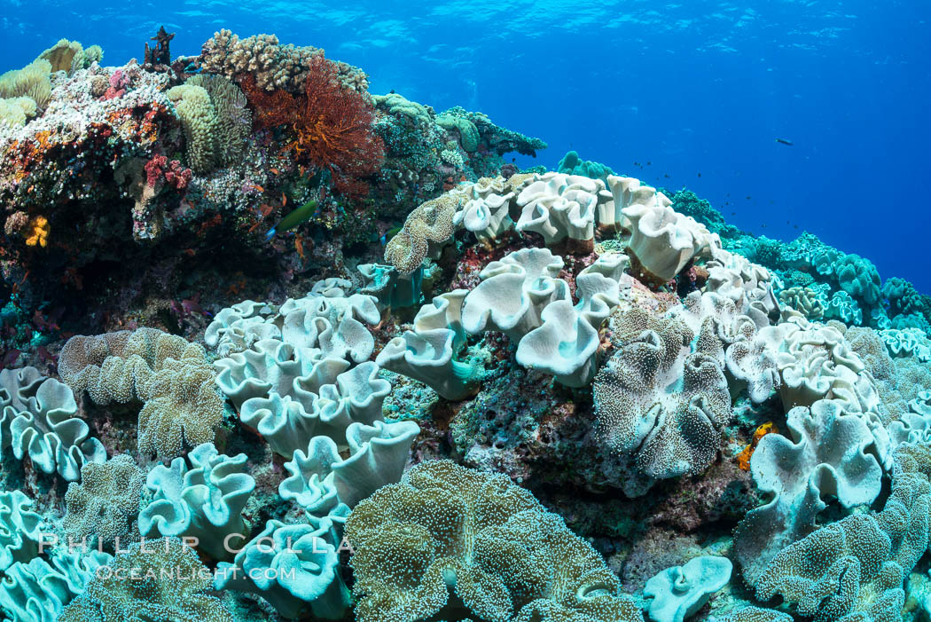 Sarcophyton leather coral on coral reef, Fiji. Vatu I Ra Passage, Bligh Waters, Viti Levu  Island, Sarcophyton, natural history stock photograph, photo id 31692
