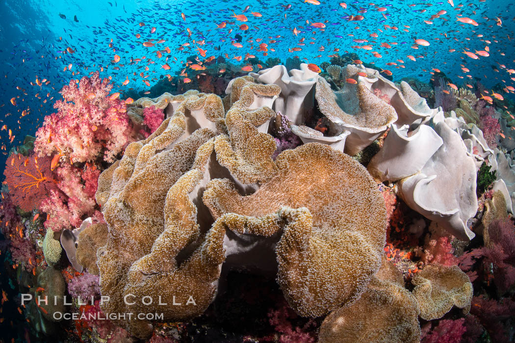 Sarcophyton leather coral on coral reef, Fiji. Vatu I Ra Passage, Bligh Waters, Viti Levu Island, Sarcophyton, natural history stock photograph, photo id 34816