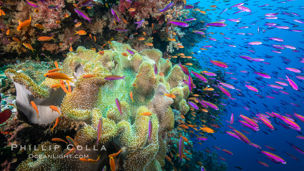 Sarcophyton leather coral on coral reef, Fiji. Bligh Waters, Sarcophyton, natural history stock photograph, photo id 34987