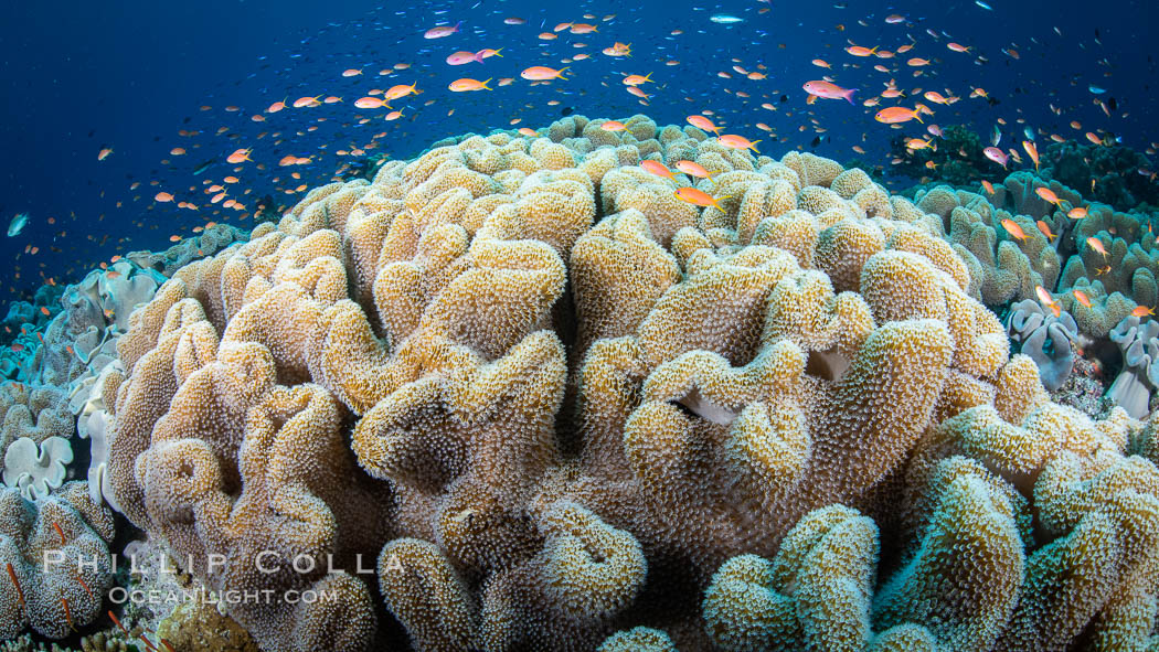 Sarcophyton leather coral on coral reef, Fiji. Vatu I Ra Passage, Bligh Waters, Viti Levu Island, Sarcophyton, natural history stock photograph, photo id 34813