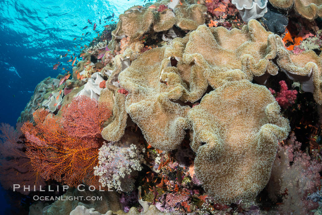 Sarcophyton leather coral on diverse coral reef, Fiji. Vatu I Ra Passage, Bligh Waters, Viti Levu  Island, Sarcophyton, natural history stock photograph, photo id 31456