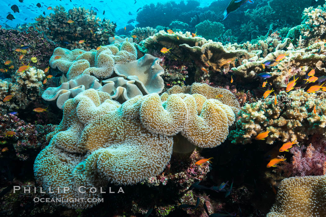 Sarcophyton leather coral on diverse coral reef, Fiji. Wakaya Island, Lomaiviti Archipelago, Sarcophyton, natural history stock photograph, photo id 31748