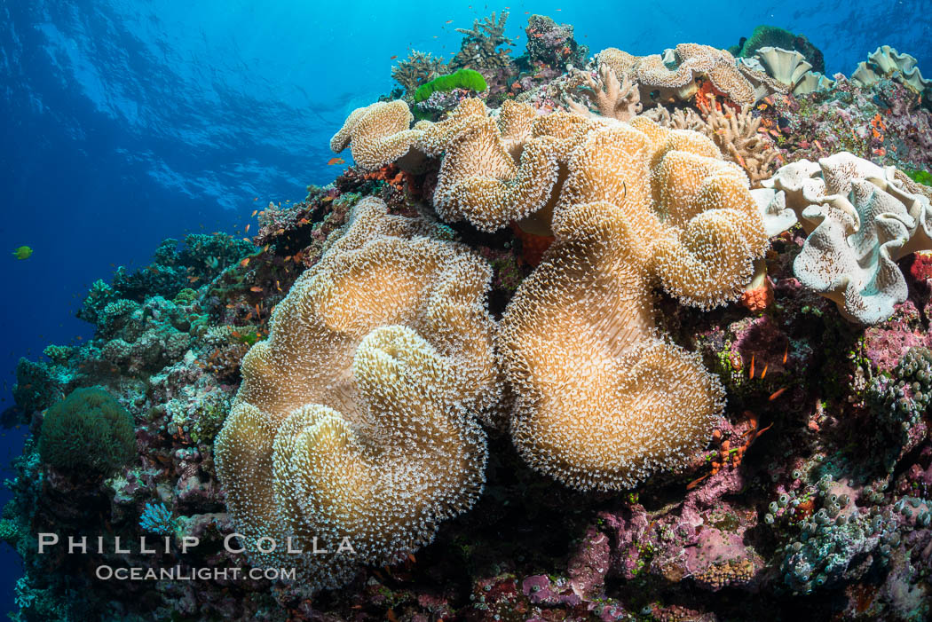 Sarcophyton leather coral on diverse coral reef, Fiji. Vatu I Ra Passage, Bligh Waters, Viti Levu  Island, Sarcophyton, natural history stock photograph, photo id 31495