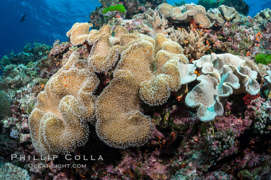 Sarcophyton leather coral on diverse coral reef, Fiji. Vatu I Ra Passage, Bligh Waters, Viti Levu  Island, Sarcophyton, natural history stock photograph, photo id 31691