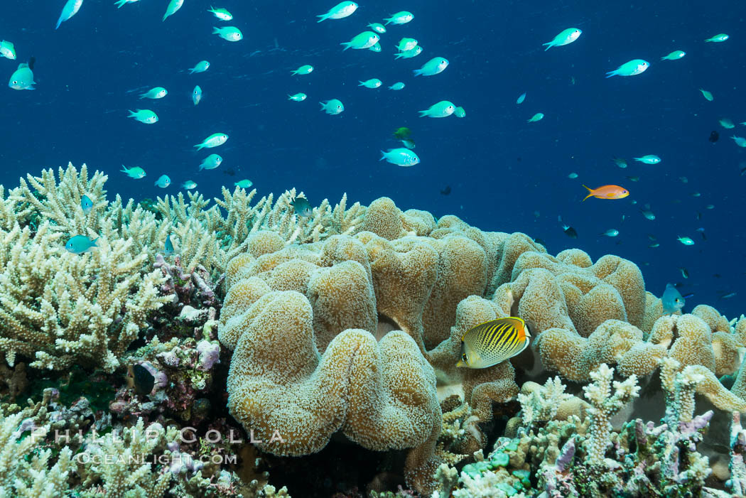 Sarcophyton leather coral on diverse coral reef, Fiji. Wakaya Island, Lomaiviti Archipelago, Sarcophyton, natural history stock photograph, photo id 31751