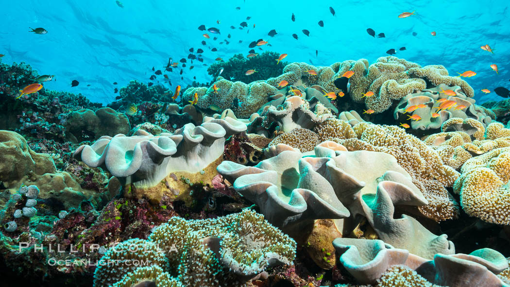Sarcophyton leather coral on diverse coral reef, Fiji. Wakaya Island, Lomaiviti Archipelago, Sarcophyton, natural history stock photograph, photo id 31749