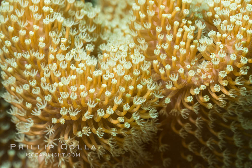 Sarcophyton leather coral showing polyp detail, close up image, Fiji. Makogai Island, Lomaiviti Archipelago, Sarcophyton, natural history stock photograph, photo id 31562