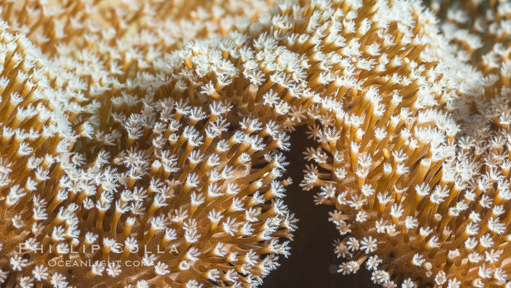 Sarcophyton leather coral showing polyp detail, close up image, Fiji. Makogai Island, Lomaiviti Archipelago, Sarcophyton, natural history stock photograph, photo id 31776